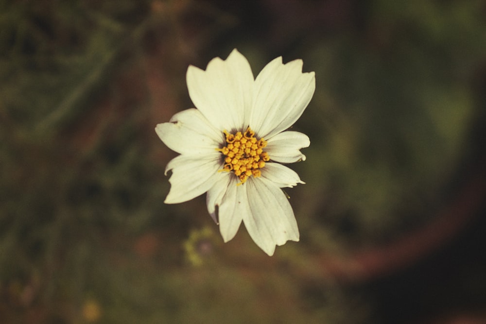 Eine Nahaufnahme einer weißen Blume mit einem gelben Zentrum