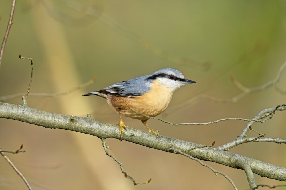 a small bird perched on a tree branch