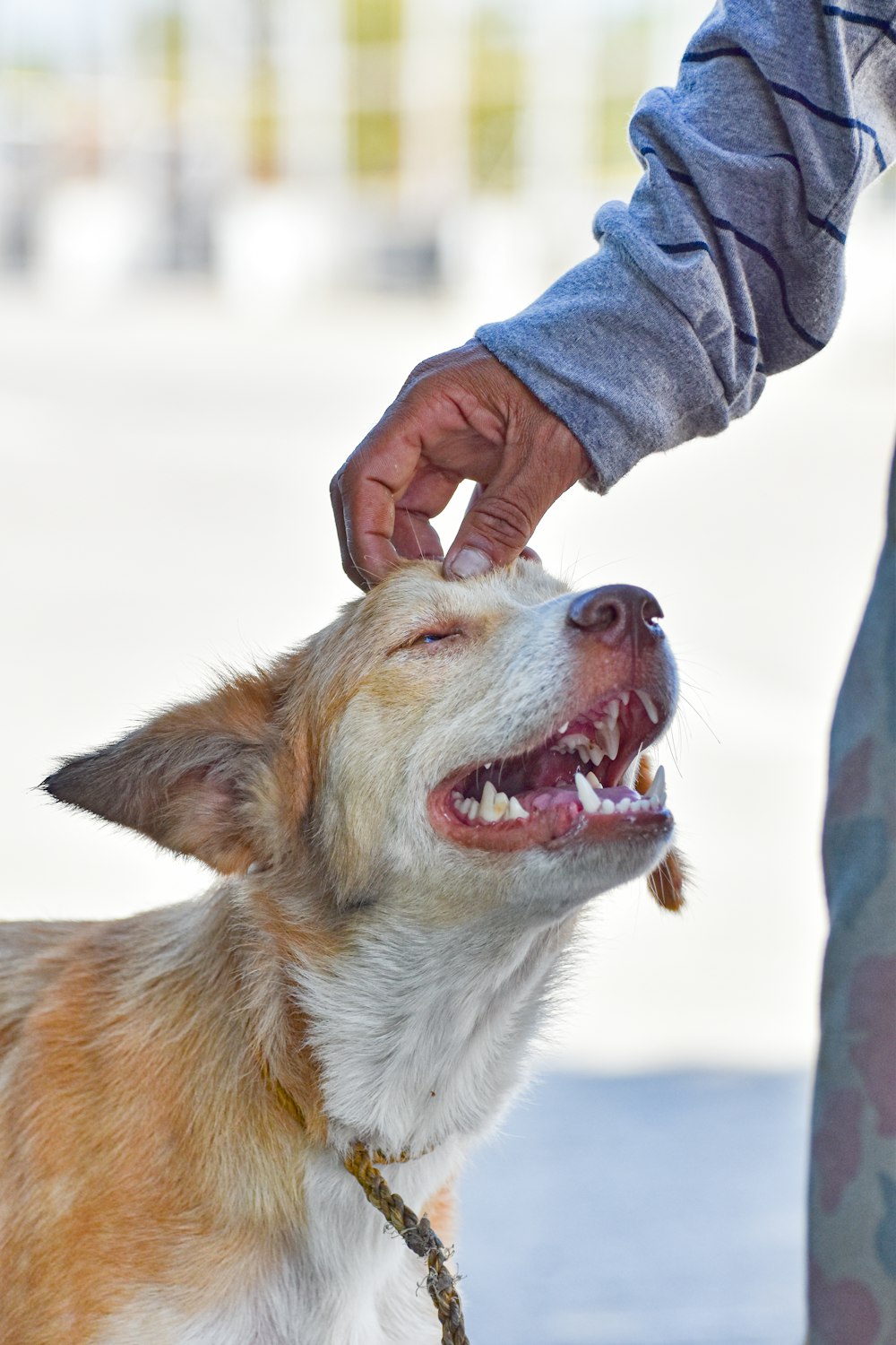 una persona che accarezza un cane con la bocca aperta
