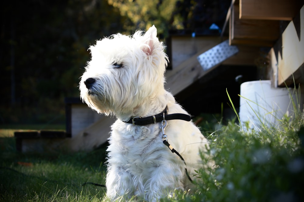 a small white dog sitting in the grass