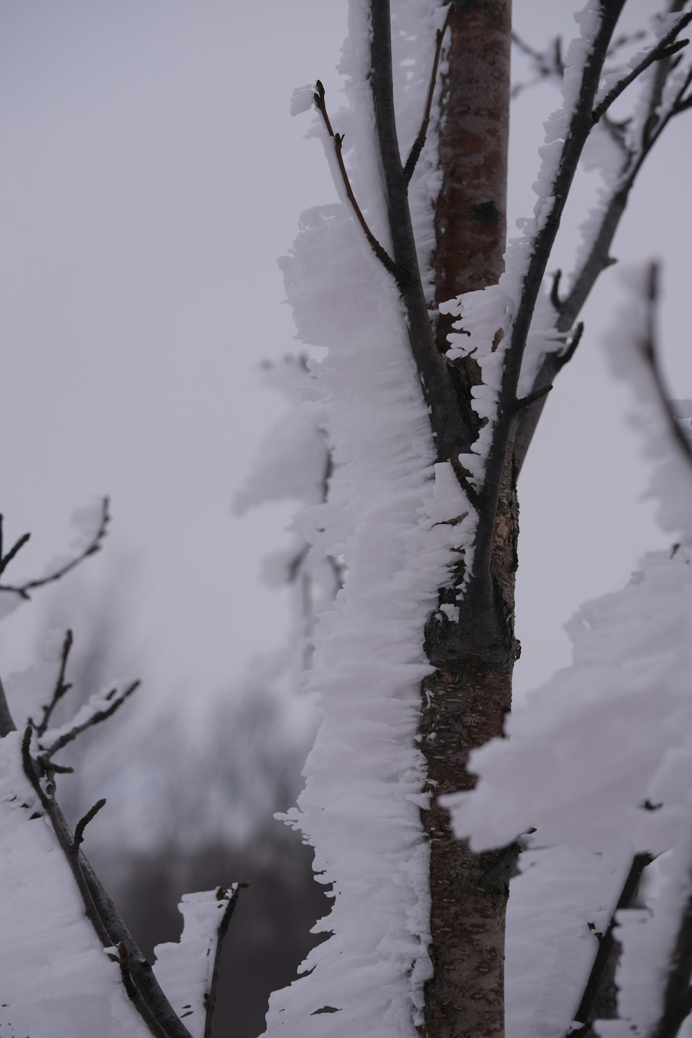 a snow covered tree with a bird perched on top of it