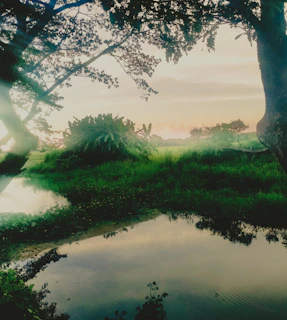 a pond in the middle of a grassy field