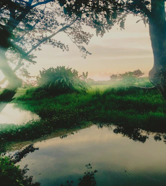 a pond in the middle of a grassy field