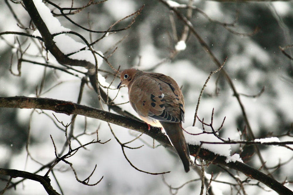 a bird perched on a tree branch in the snow