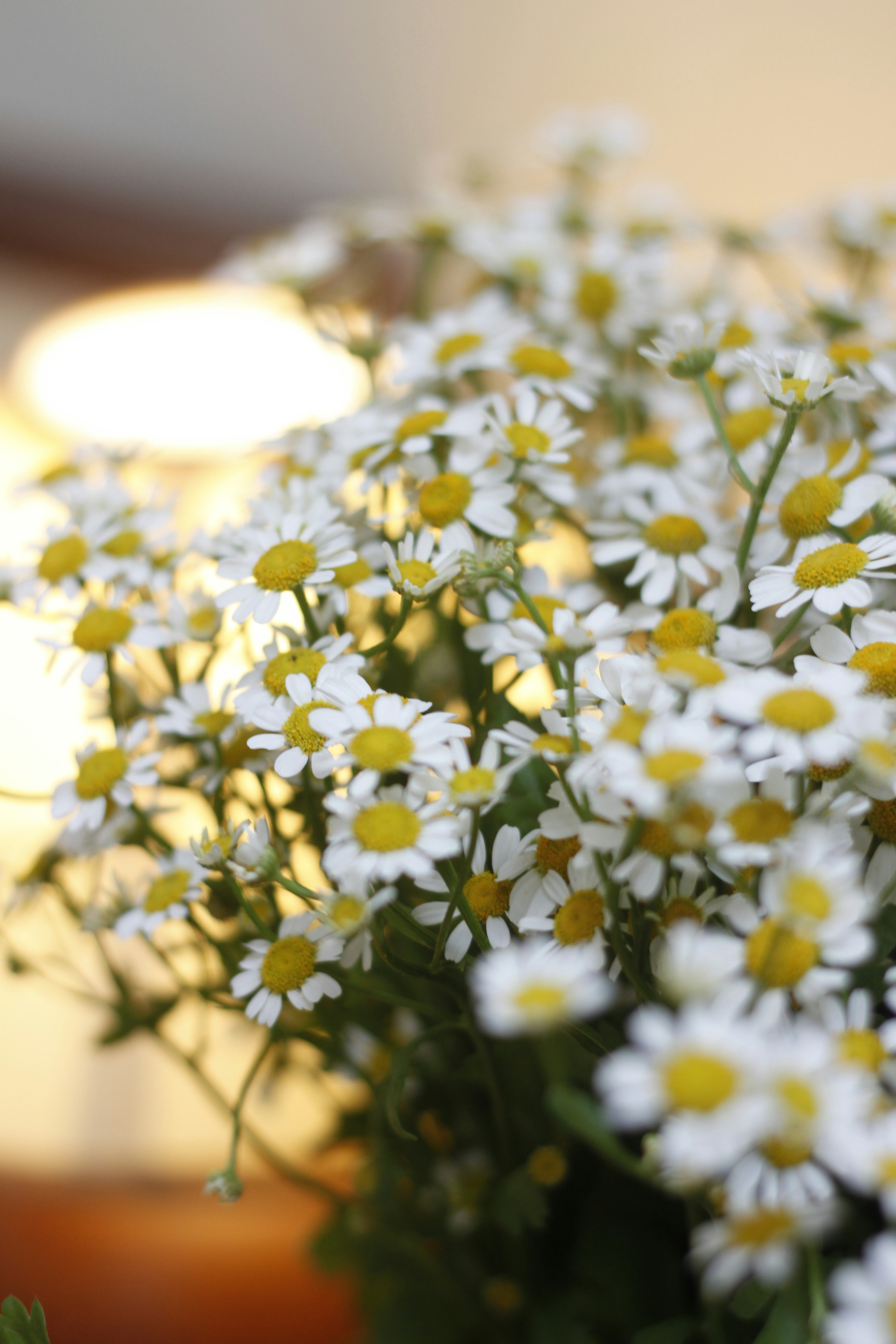 Photo by jtrinh_artwork