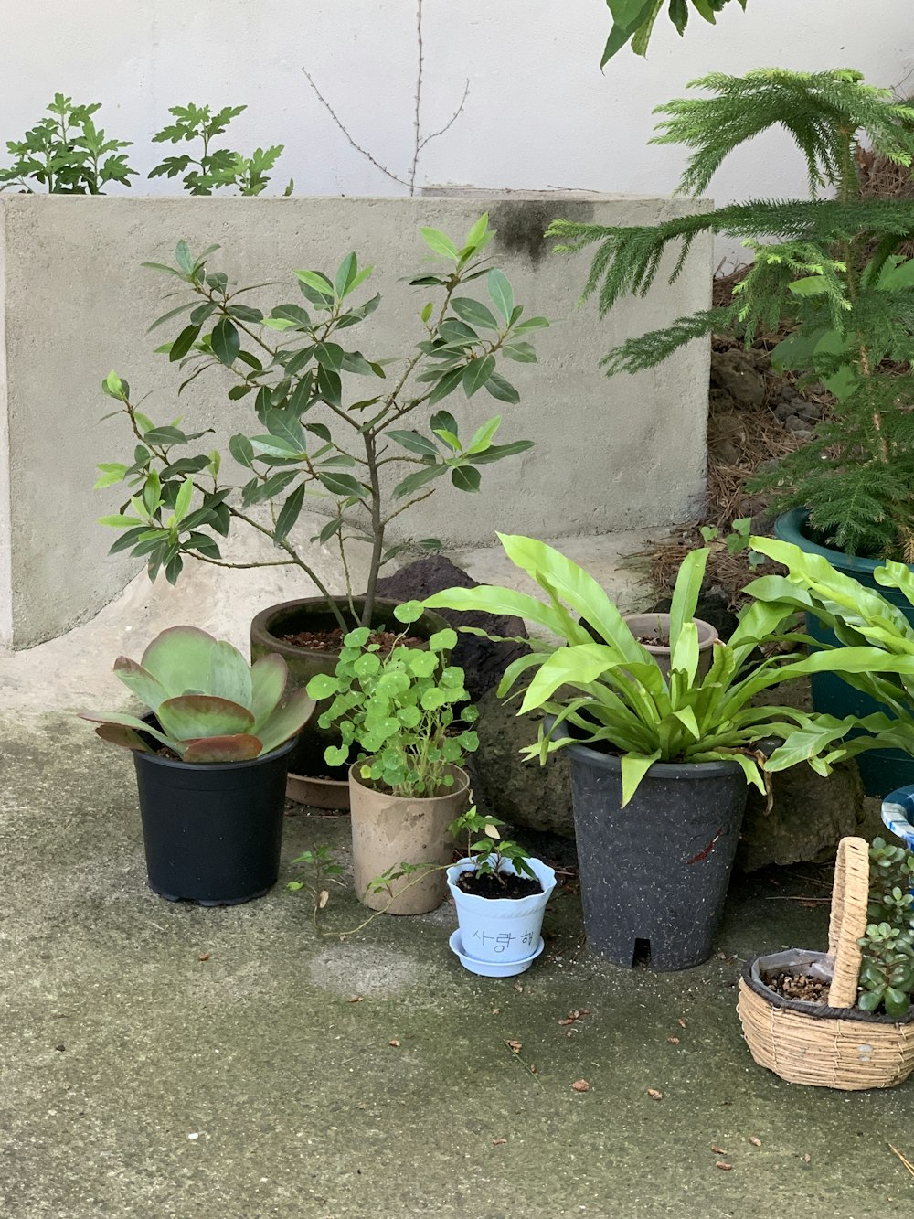 a bunch of plants that are sitting on the ground