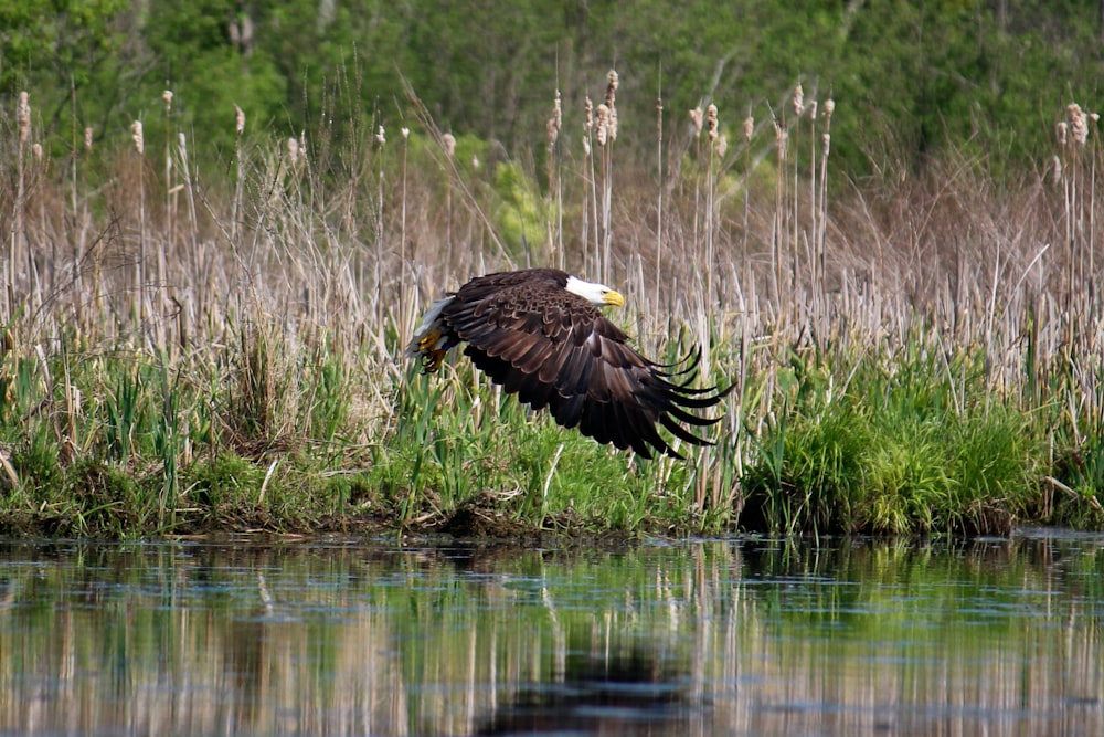 a bald eagle flying over a body of water