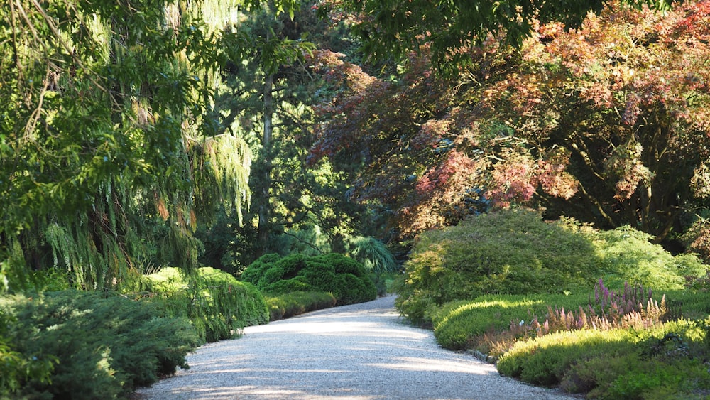 a gravel road surrounded by trees and bushes