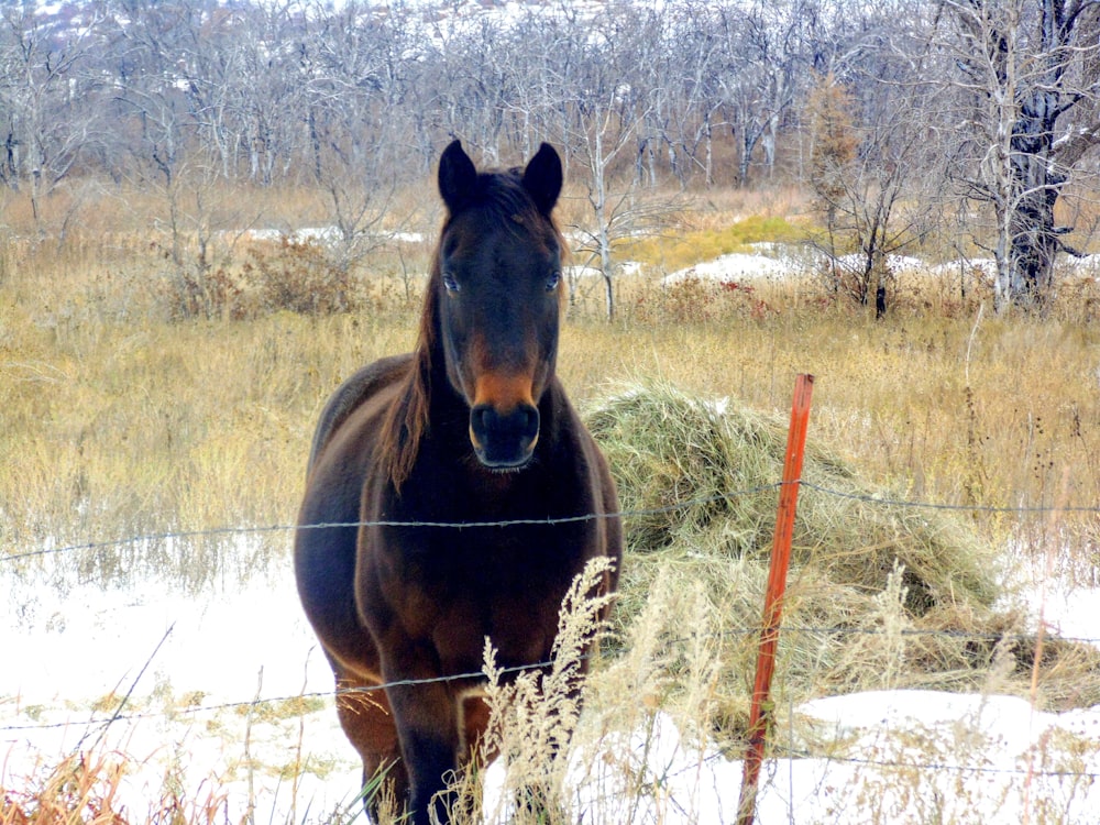 a brown horse standing in a field next to a fence