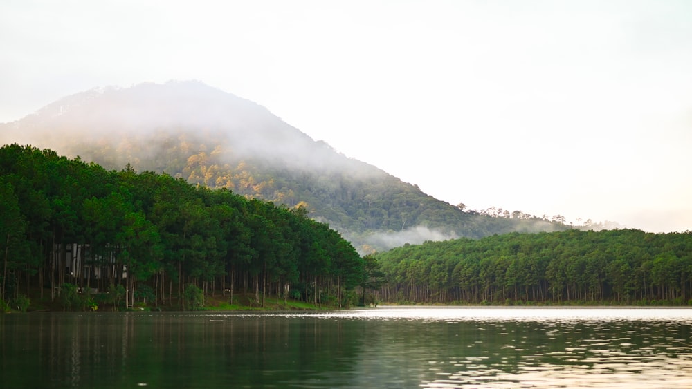 a body of water surrounded by a lush green forest