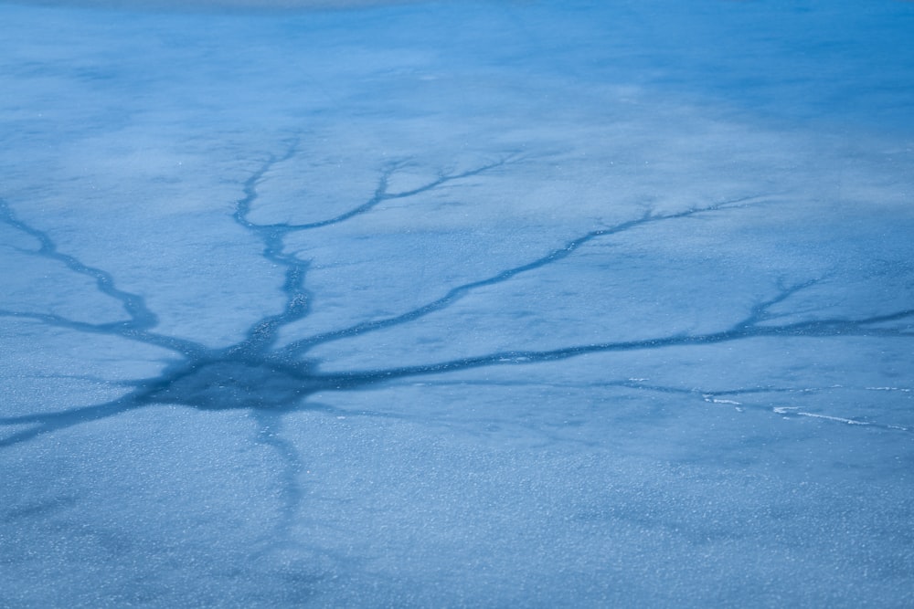 the shadow of a tree on a frozen lake