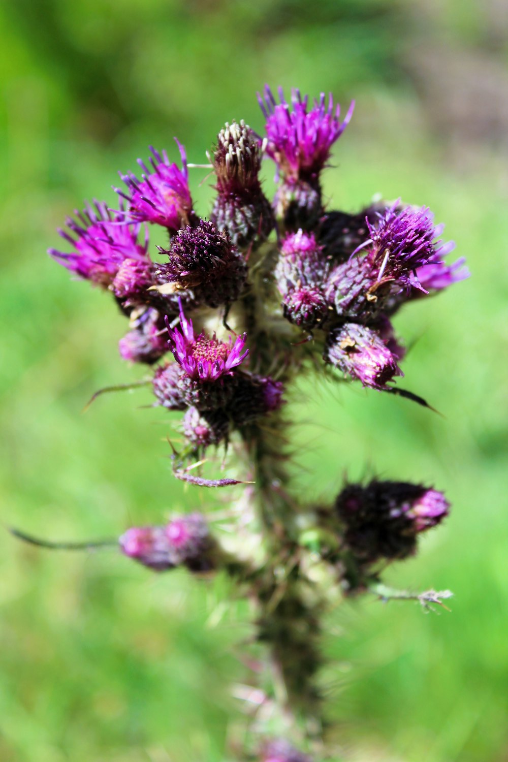 a close up of a purple flower in a field