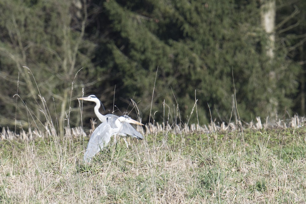 a white bird flying over a lush green field