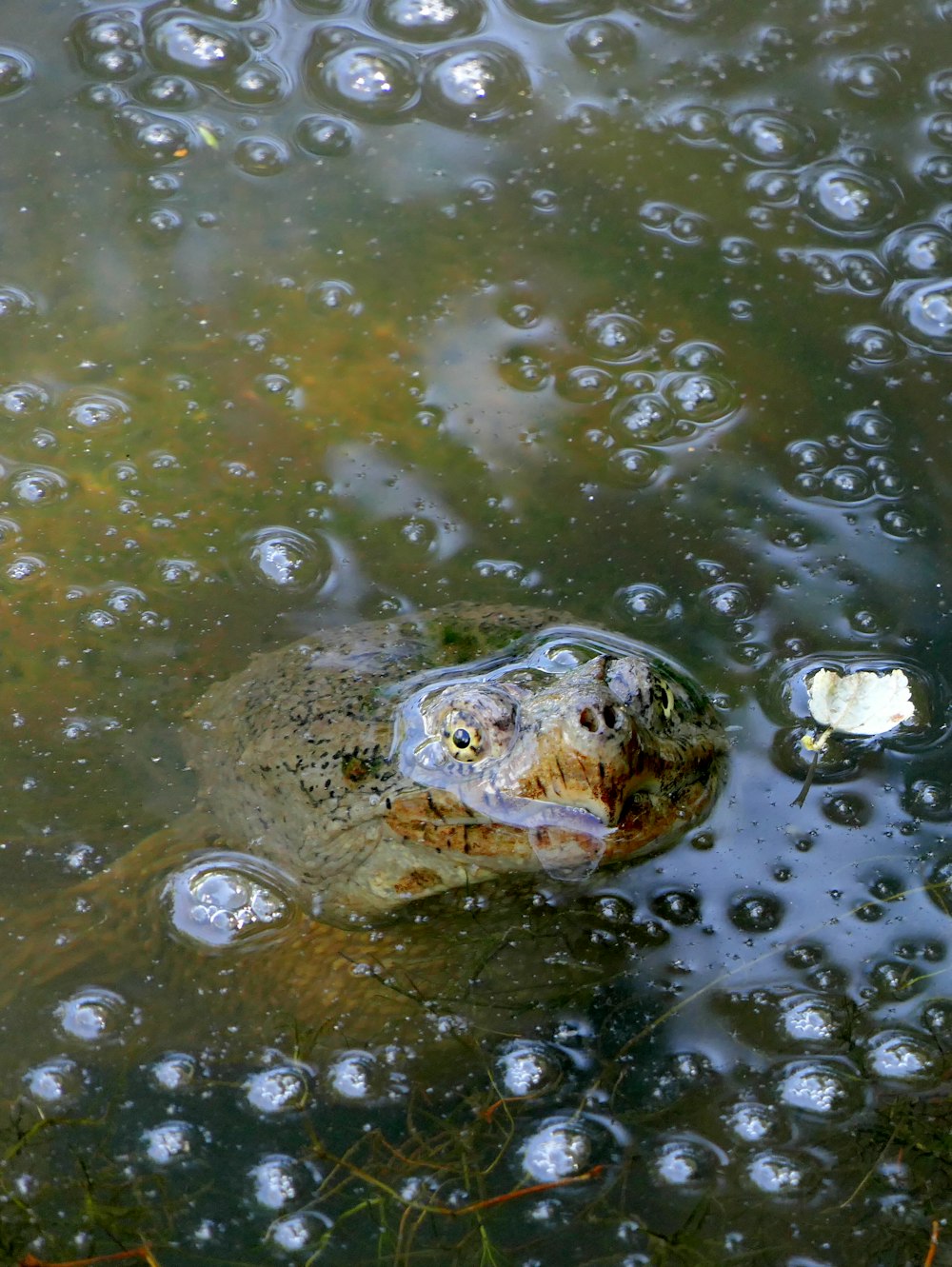 a turtle swimming in the water with bubbles