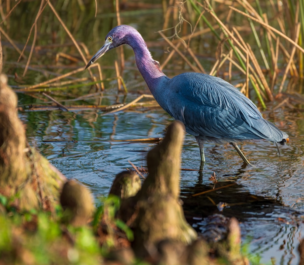 a blue heron wading in shallow water