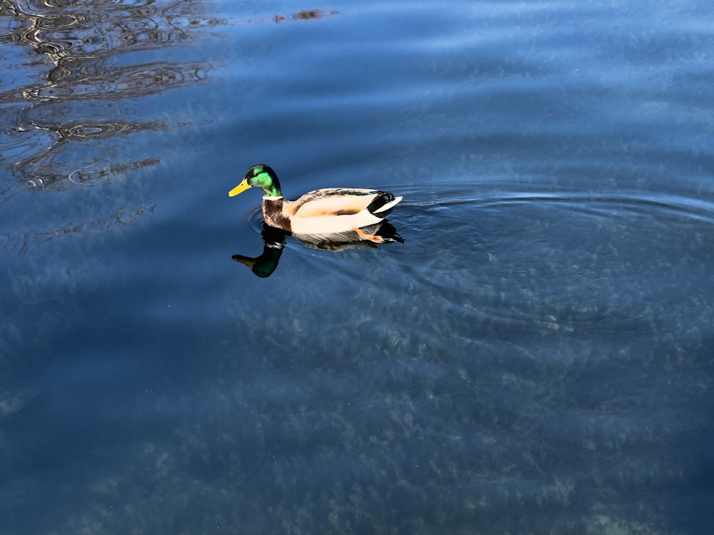 a duck floating on top of a body of water