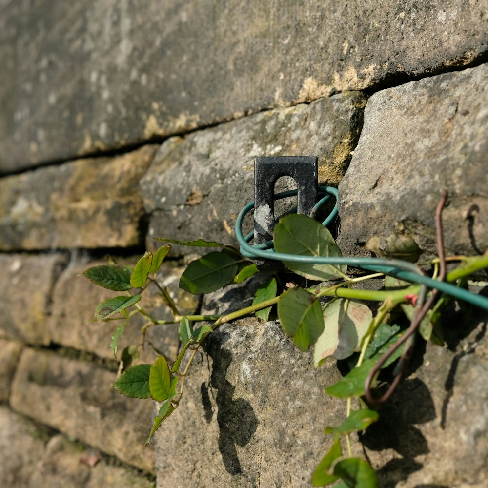 a wire attached to a stone wall with a vine growing on it