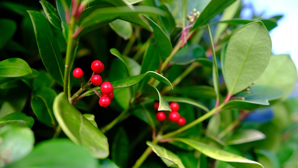 a bush with red berries and green leaves