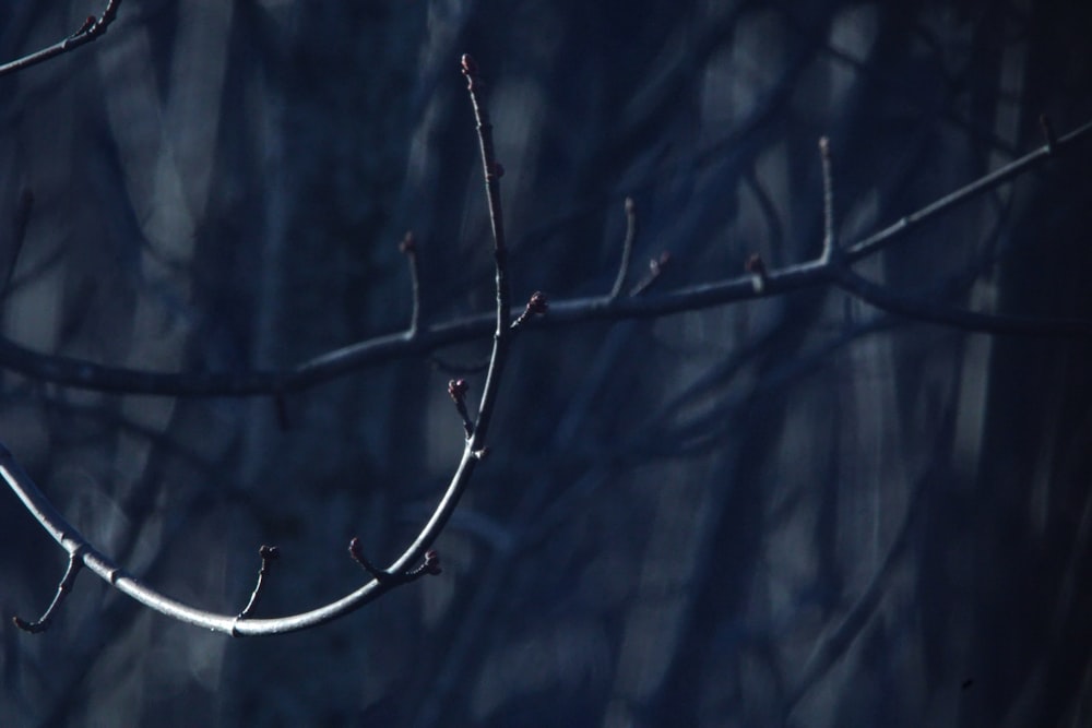 a branch of a tree with no leaves