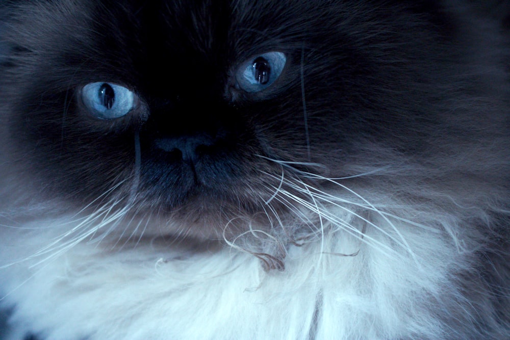 a close up of a cat with blue eyes