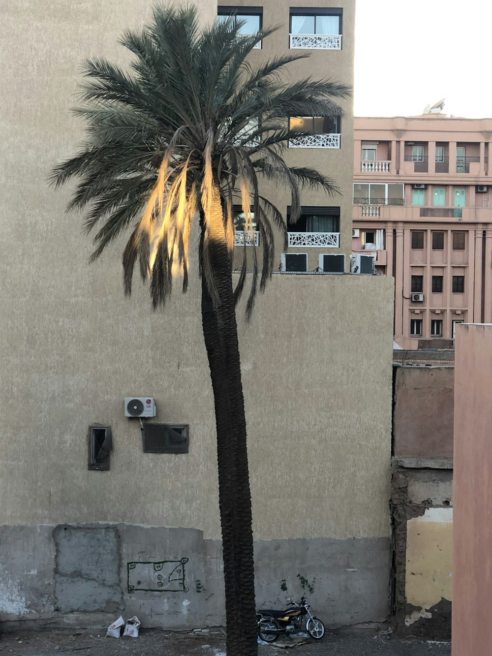 a palm tree in front of a building