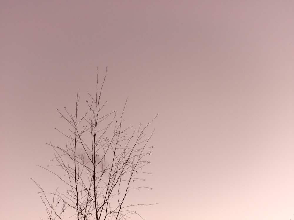 a bare tree with no leaves in a field