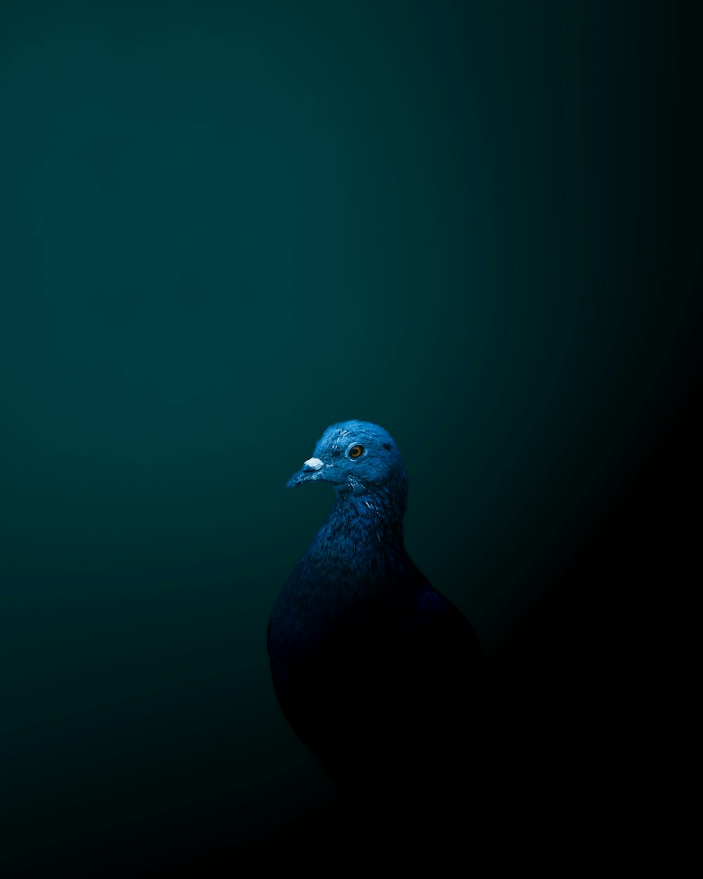 um pássaro azul está de pé no escuro