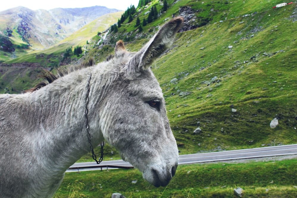 a donkey standing on the side of a road