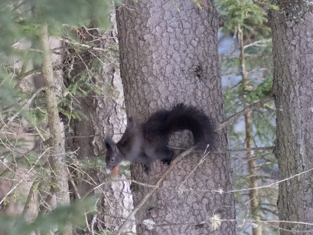 a squirrel climbing up a tree in a forest