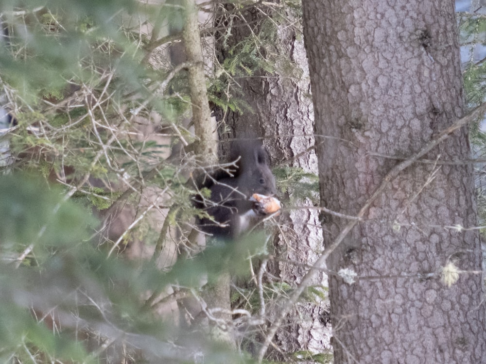 a bear in the woods eating a piece of food