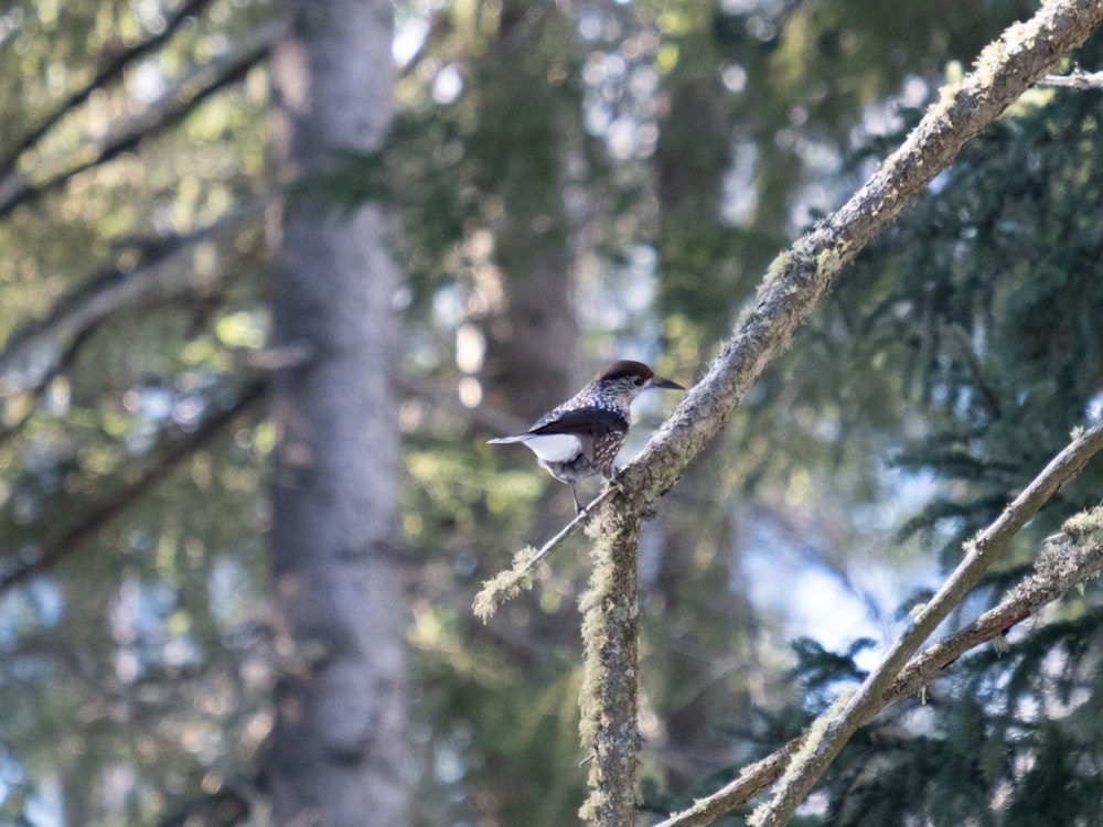 a small bird perched on a tree branch