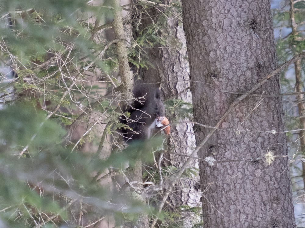 Ein Bär im Wald frisst ein Stück Futter