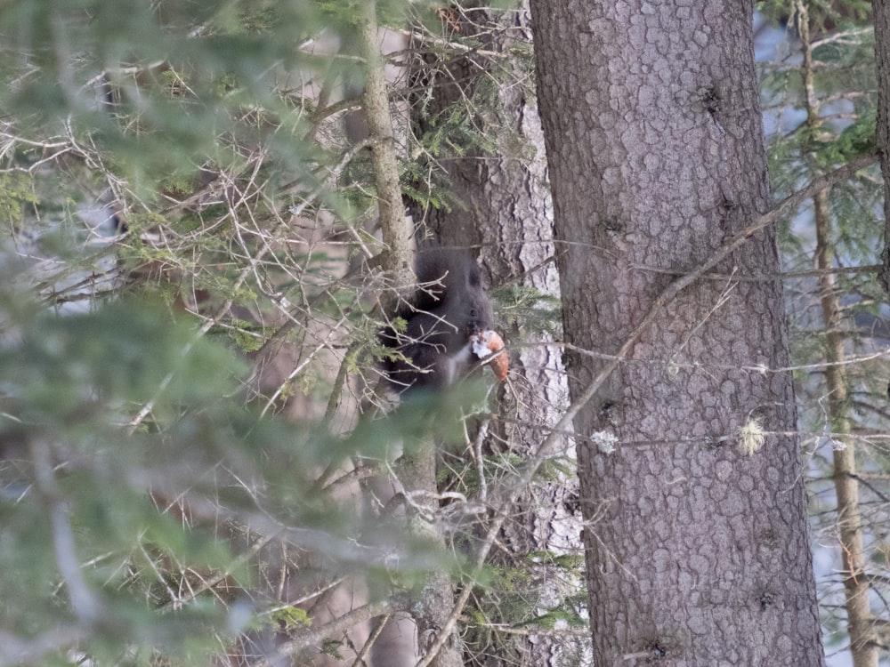 a bear in the woods eating a piece of food