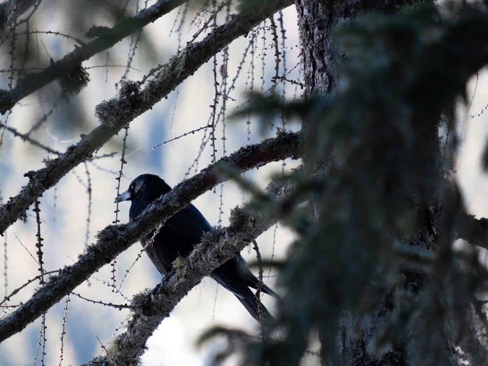 a black bird sitting on a branch of a tree