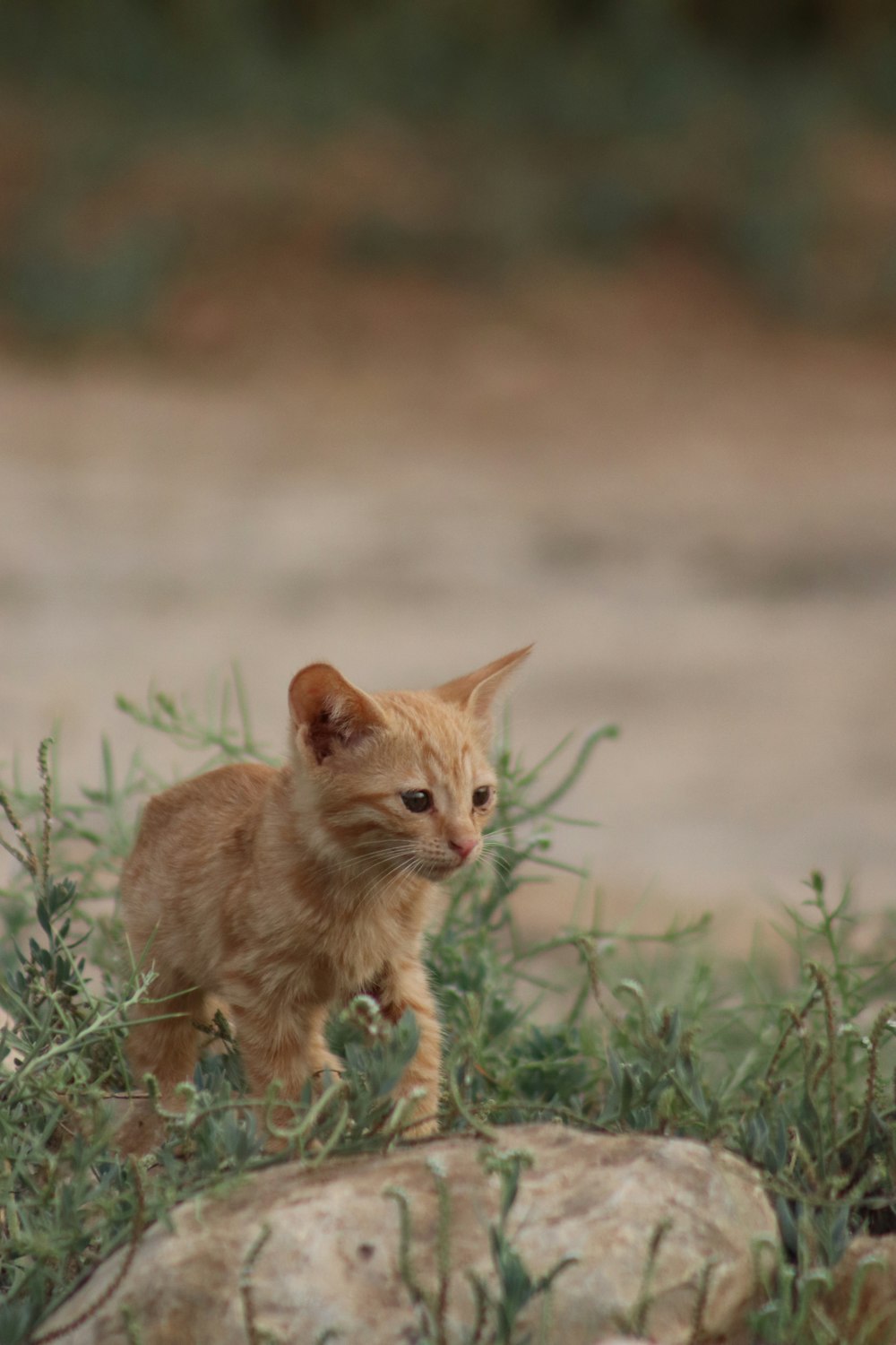 a small orange kitten standing on top of a grass covered field