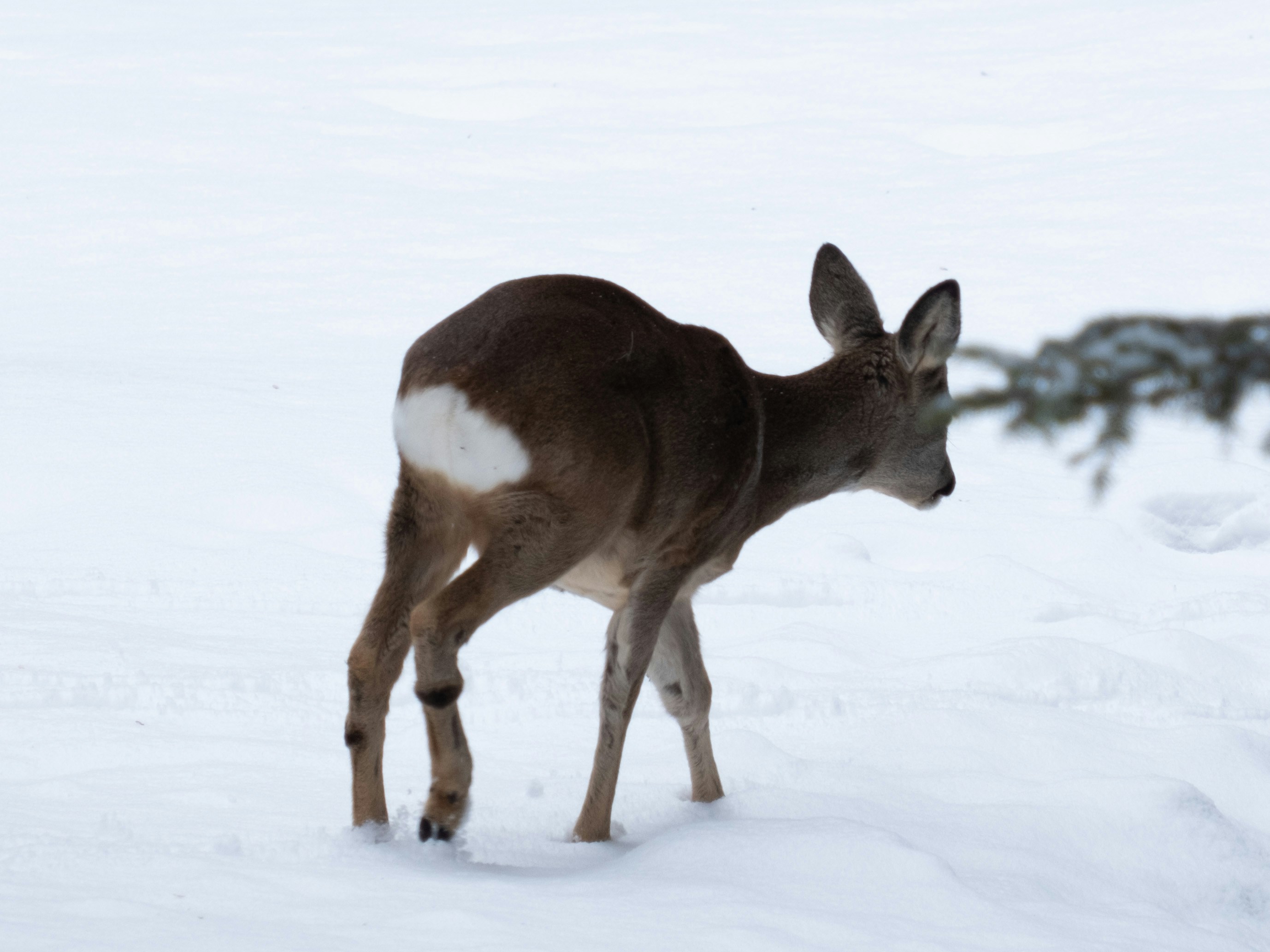 a deer standing in the snow looking at the camera