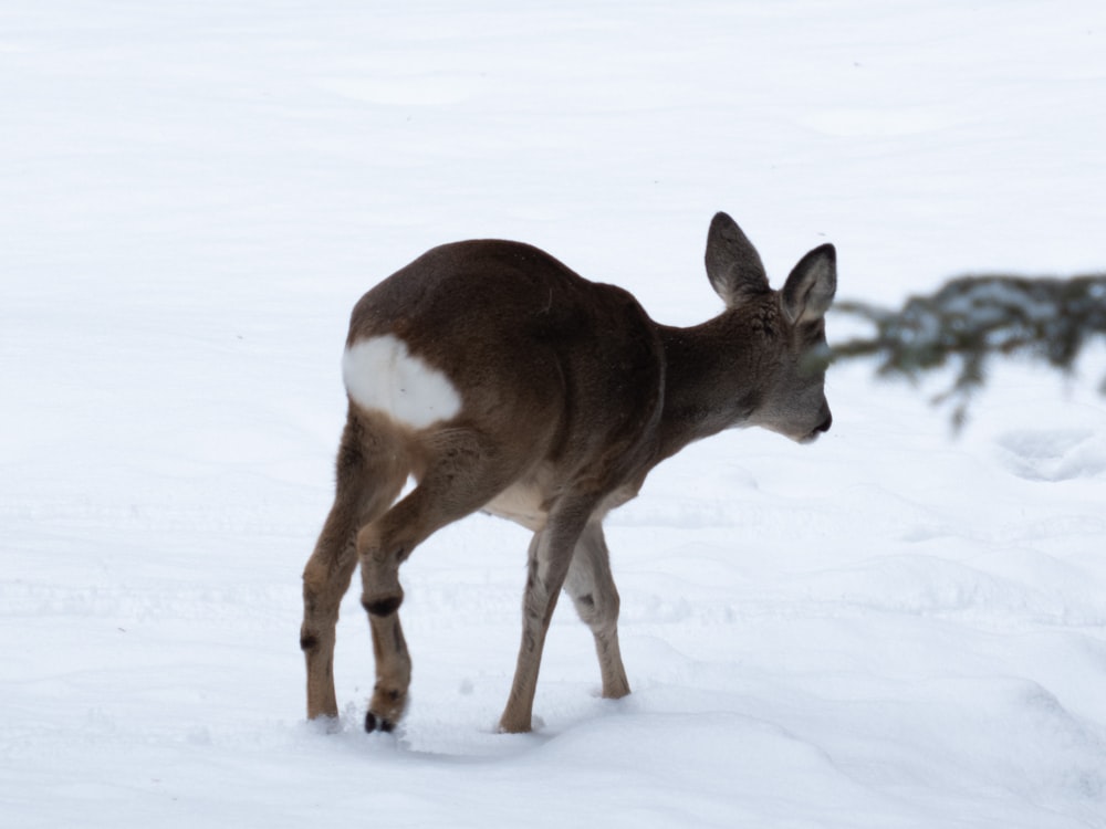 a deer standing in the snow looking at the camera