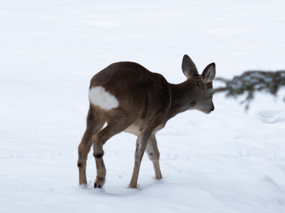 Ein Reh steht im Schnee und schaut in die Kamera