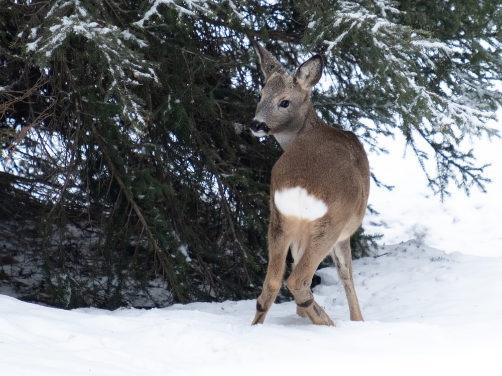 a deer that is standing in the snow