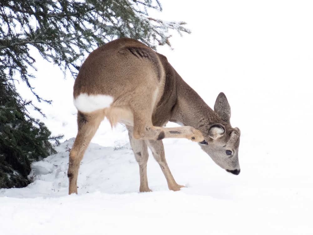 a deer that is standing in the snow