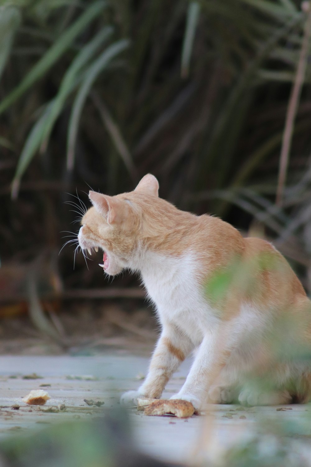 an orange and white cat with its mouth open