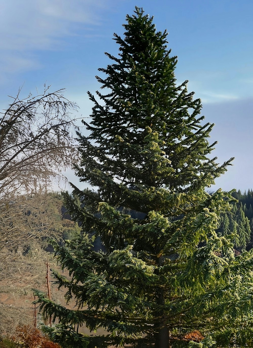 a tall pine tree sitting in the middle of a forest