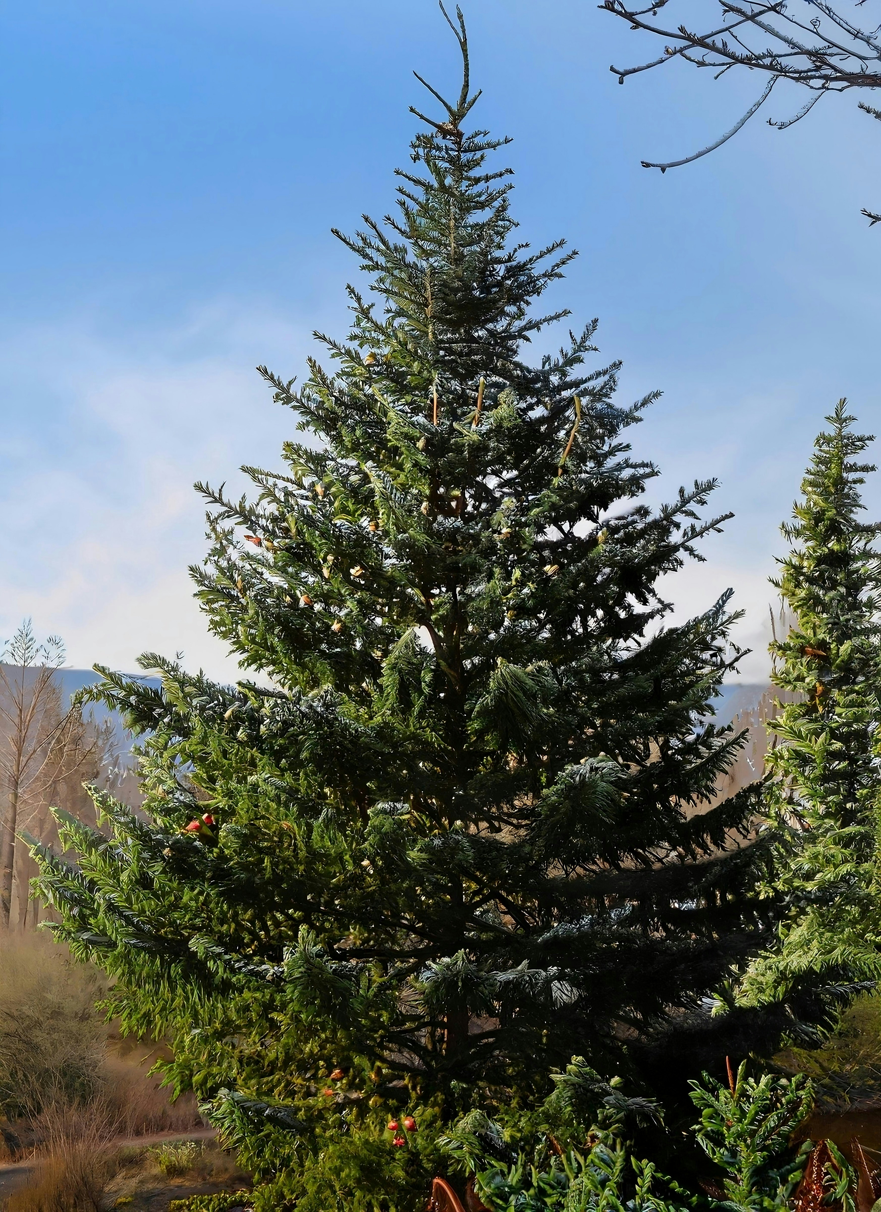 a tall pine tree sitting next to a lush green forest