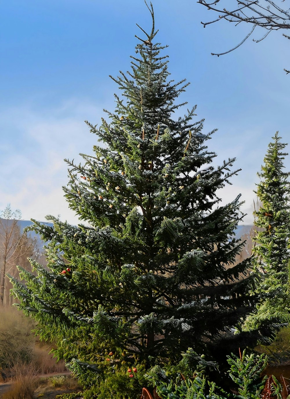 a tall pine tree sitting next to a lush green forest