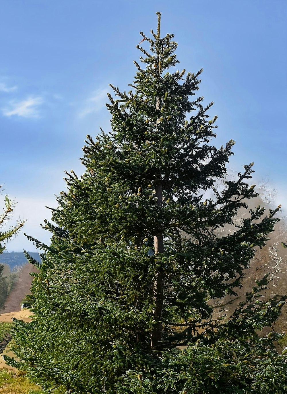 a tall pine tree in the middle of a field