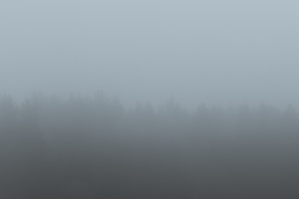 a foggy field with a single bird standing in the middle of it