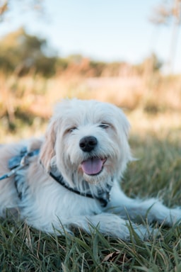 a small white dog laying on top of a lush green field