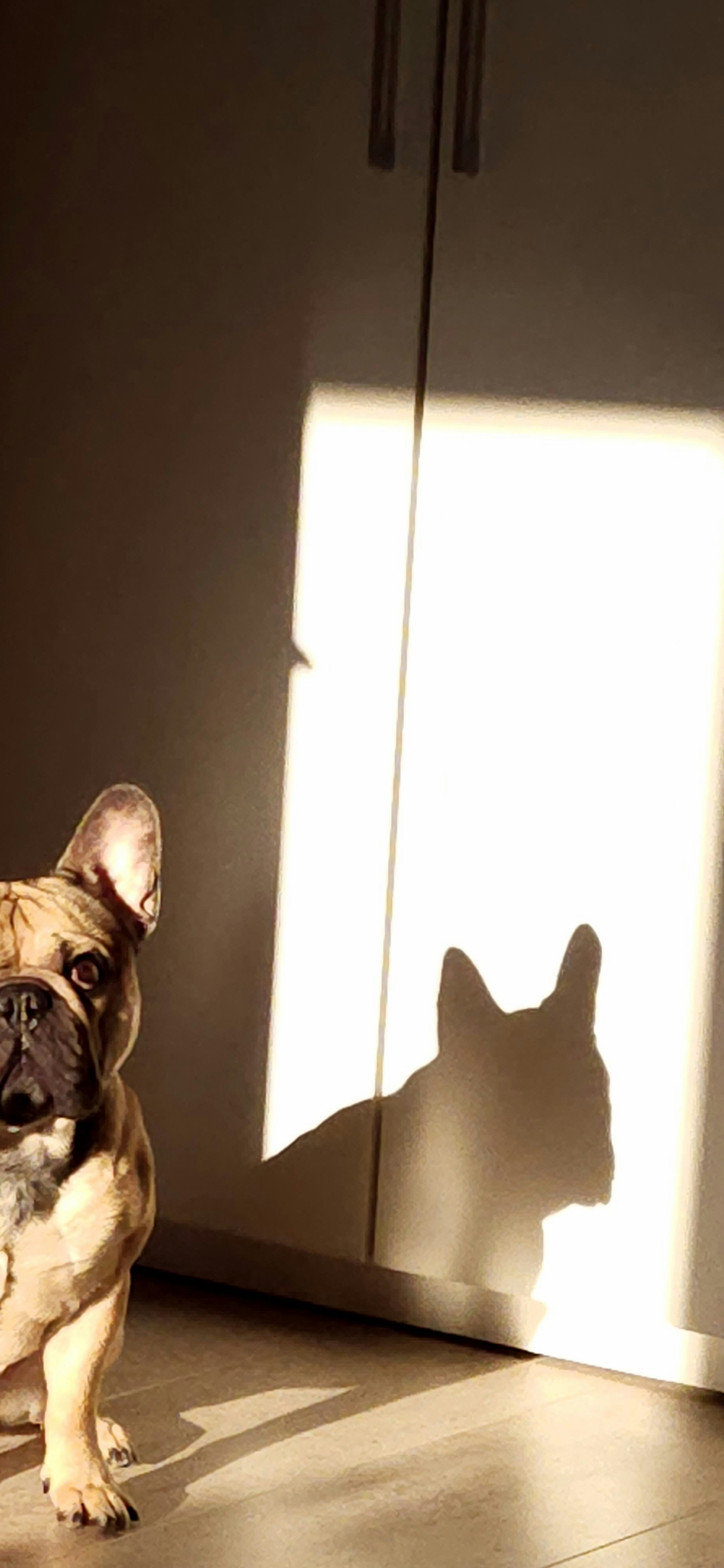 未開封・自筆サイン入り奈良美智「A to Z」BOOKに自筆サイ