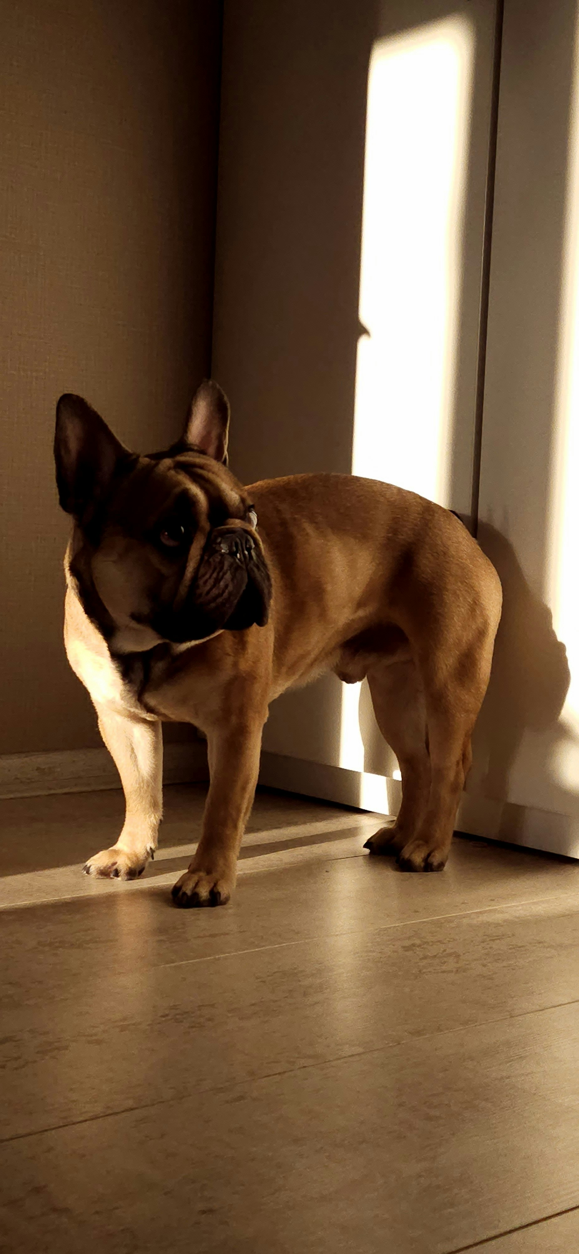 A brown and white dog standing on top of a hard wood floor photo – Free ...