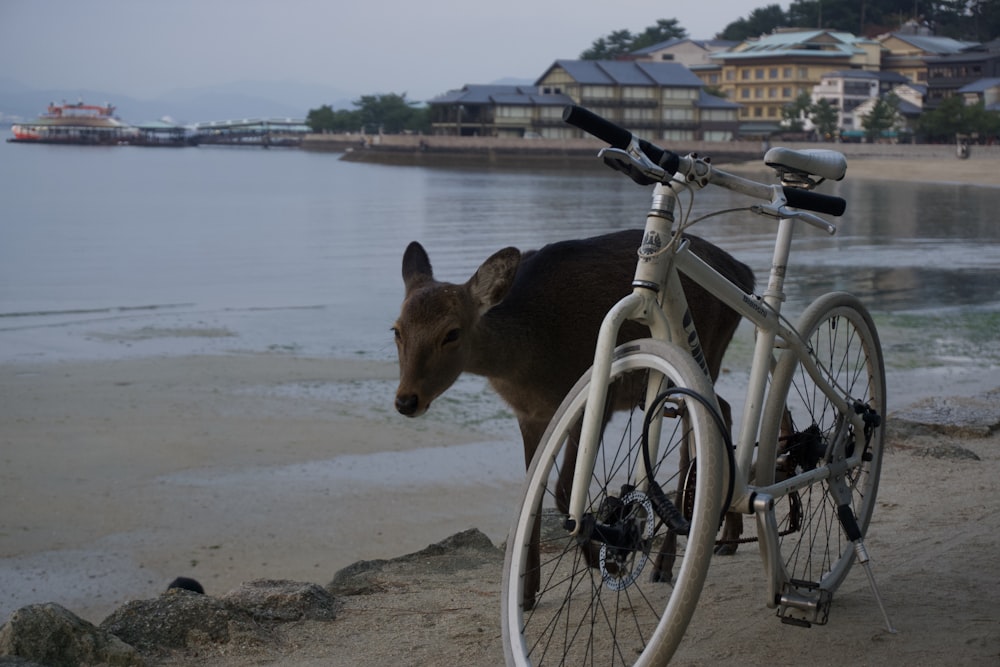 un piccolo animale in piedi accanto a una bicicletta su una spiaggia